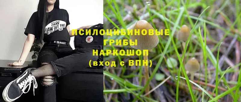 даркнет как зайти  Рыльск  Псилоцибиновые грибы Psilocybe 